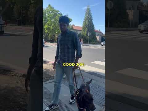 How Did The Blind Man Cross The Road? Guide Dog In Action