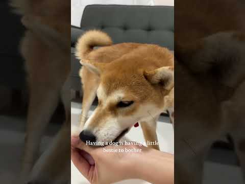 My bestie 🥰🐾🐶#shiba #shibainu #dog #puppy #cute #theshibedoge