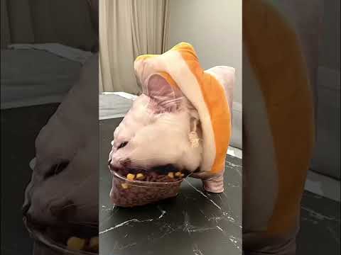 http://uglycat.club/products/uglycat