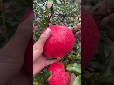 Harvest fruit #garden #farming #harvest #vegetables #fruit