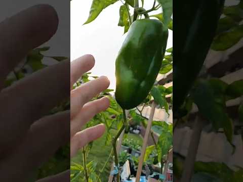 🌱家庭菜園見て来ました🌱🎵✨25.10.18