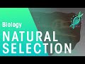 Exploring Evidence of Natural Selection through Darwin's Voyage