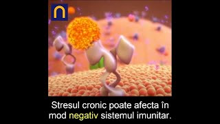 Stresul vs Sistemul Imunitar