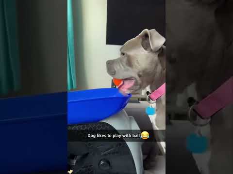 Funny and cute dogs compilation#funnydogs#cute#doglover#doglife#cure#dogshorts#pet#doglife#dogshorts