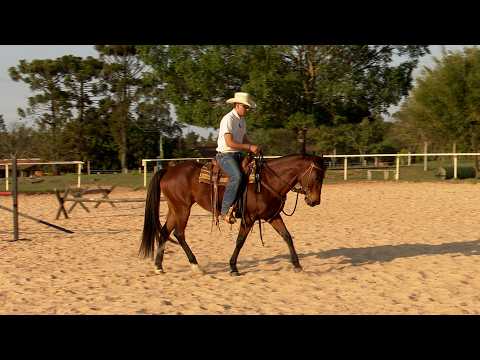 Checando um cavalo pela primeira vez