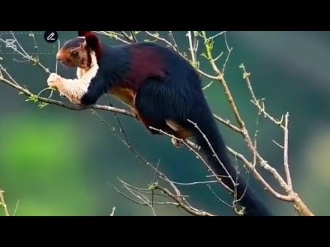 "Indian Giant Squirrel: The Largest Squirrel Species in India