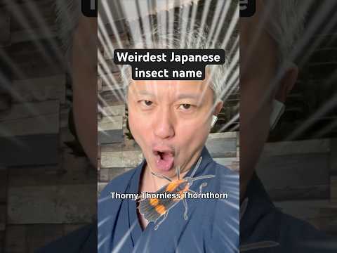 Weirdest Japanese insect name 😆