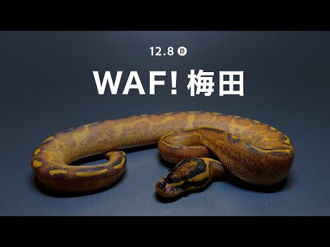 12/8 WAF!梅田　よろしくお願いします〜