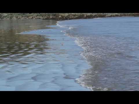 Piping Plovers on Cape Breton Island