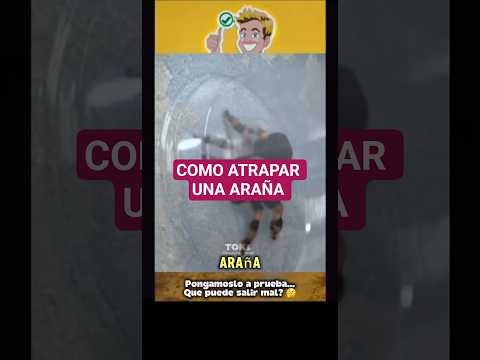 Pongamoslo a prueba... Qué puede salir mal? 🤔