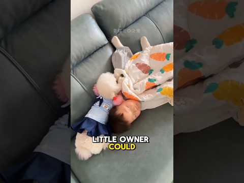This dog loves its little owner so much