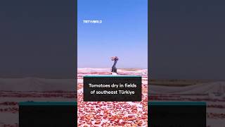 Thousands of tomatoes laid out to dry in southeast Türkiye