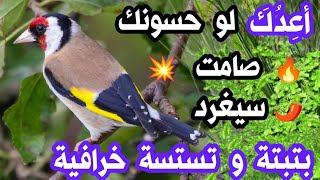 🔥إليك #بتبتة و تستسة تشعل النار في #الحسون، لو حسونك صامت لا تبخل عليه و #أتحداك أنه سيغرد نار بقوة🔥