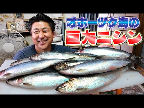 【大トロニシン】北海道から届いた巨大ニシンが美味しすぎた!!