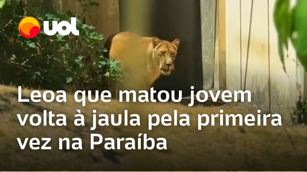 Leoa que matou jovem volta à jaula pela primeira vez na Paraíba TV Online Leoa que matou jovem volta à jaula pela primeira vez na Paraíba