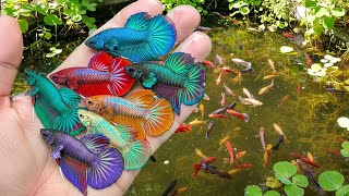 Awesome Find Colorful Wild Ornamental Fish At The Rice Field