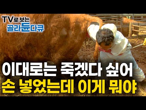 빼내야 산다. 울부짖는 소를 살리기 위해 손을 집어넣었다｜대동물 응급상황｜송아지 분만｜극한직업｜#골라듄다큐