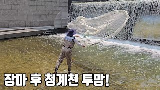 장마가 끝난후 서울 청계천에 투망을 쳐봤더니 깜짝 놀랄 결과가...