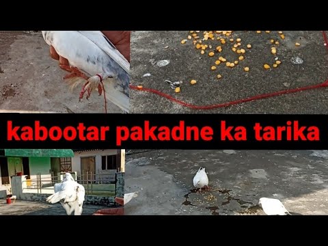 kabutar pakadne ka tarika 👌👌 hai #kabutarbazi #pigeontrap #kabootarlovers