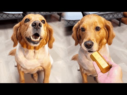 Funny Dog |Dogs are good-looking but useless, they can't even find gold bars~#cuihuastory #cute pet