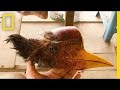 Helmeted Hornbill Conservation Issues