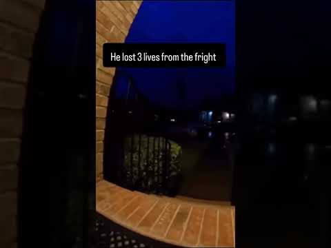 such a poor cat 🥹🥹