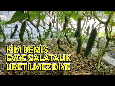 Kim Demiş Evde Salatalık Üretilmez Diye
