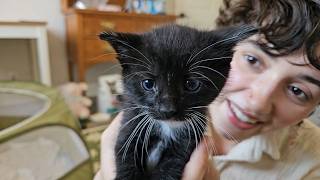 ASMR Storytime How I Got Five New Cats 😻 (purring, whispered, chatty, cat asmr, asmr for sleep)