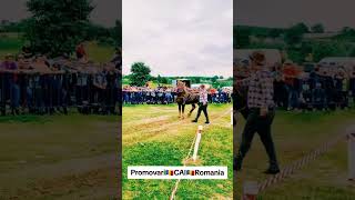 @PromovariCaiRomania #arabianhorseworld #stallion #cai #automobile #cal #horse #equestrian #cal