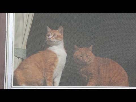 猫の動画サムネイル - 窓辺の猫たち　250711
