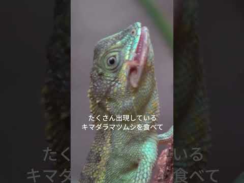 パクパク満足げ(字幕つき)