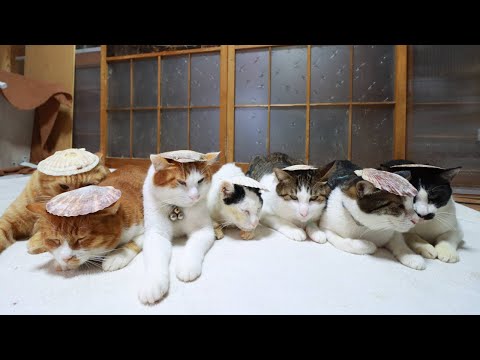 ホタテの貝殻　のせ猫 　250216