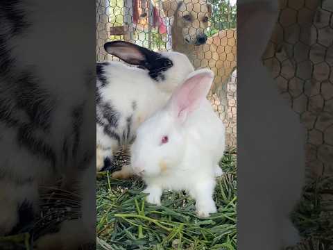 #cute #yummy #rabbit #rabbits #lovely #love #shortvideo #short #shorts #top #funny #shortvideo #top