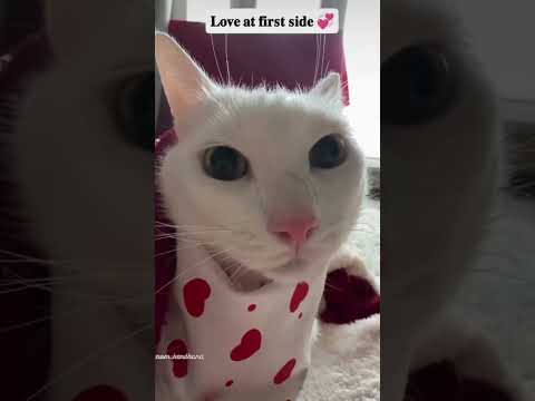 #DogLovers #CuteDog #FunnyDogs #DogViral #DogVideo #PuppyLove #PetViral #DogLife #InstaDog #DogTok