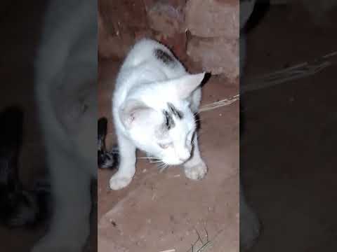 kitty #animals #cutecat #animallovers