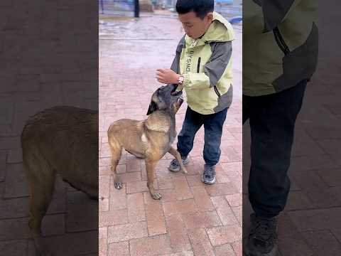 Dog saves 37 | Viral Gadgets, Smart Appliances, Kitchen Utensils/ Home Inventions #shorts #dog