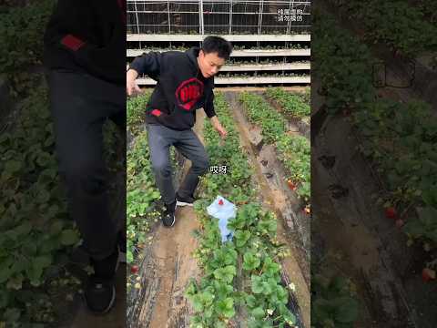 who throw strawberry son😂- mini wood toy-wood working art skill wood/ hand crafts/ #shorts