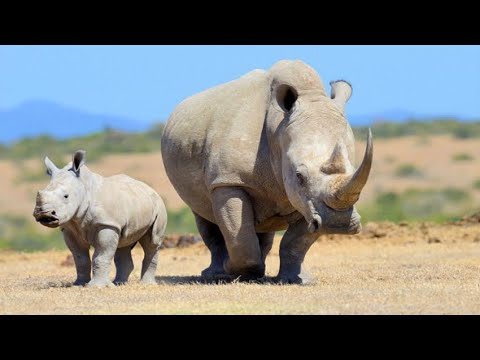 Rwanda celebrates World Rhino Day 2022