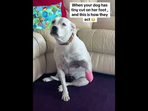 When your dog is injured #dog #funnydog #dogs #funnyvideo #fyp