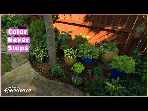 Continuous Color in the Garden | Volunteer Gardener