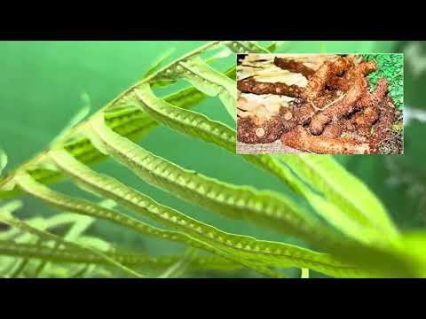 Está Esta es la calaguala