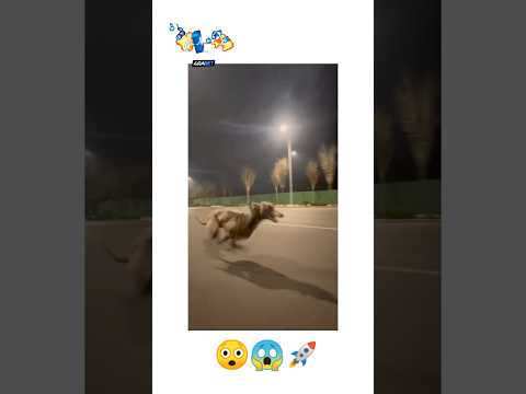 😱🚀🤟🏻..#greyhound #greyhounddog #dogracing #dog #viralshorts #trendingshorts #doglover #petowner