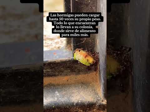 Hoy las protagonistas fueron las 🐜 #parati #nature #naturaleza #campomexicano