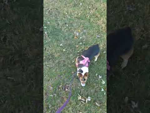 Nori scares the stray cat #halloween #corgi #puppy #cat #cutedog