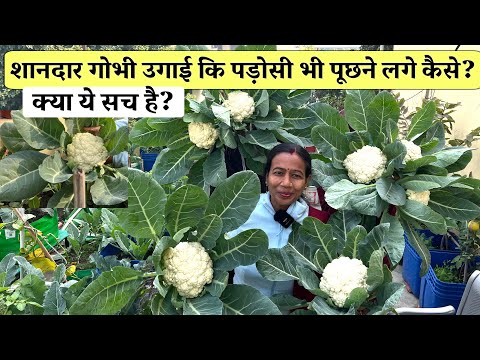 शानदार गोभी उगाई कि पड़ोसी भी पूछने लगे कैसे? Terrace gardening का ऐसा कमाल – इतनी बड़ी gobhi उगाई!