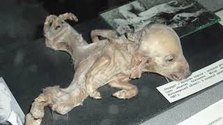 MUTANTS OF CHERNOBYL who were filmed on CAMERA