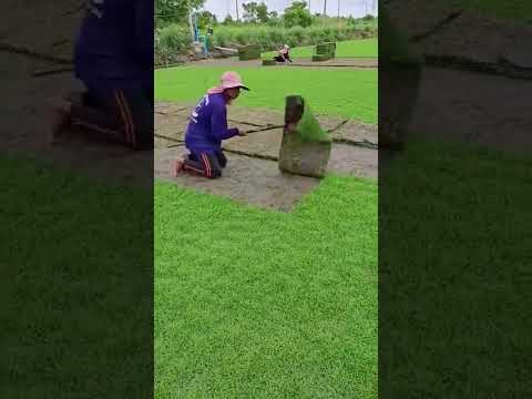 Proses pemanenan rumput hias untuk keperluan stadion sepak bola dan taman kota