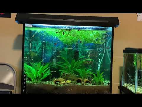 Plecos, guppies, deep substrate planted tanks and  Updates or current state of a few of my tanks. I’ve been busy the past 2 months.
All I’ve done i