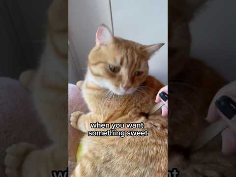 The sweetest pie#cat #cats #shorts🤩😳