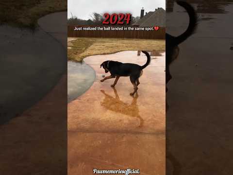 Ball of memories💔#dog #dogshorts #shorts